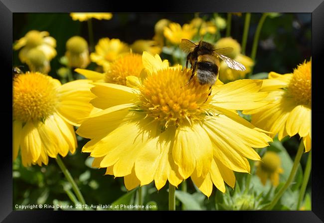 Buzzing around on yellow flowers Framed Print by Fine art by Rina