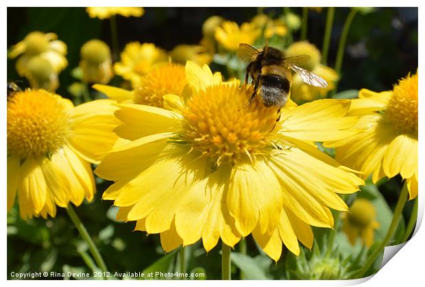 Buzzing around on yellow flowers Print by Fine art by Rina