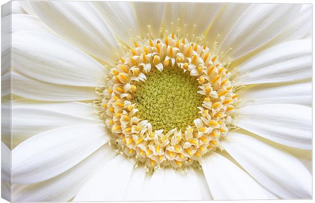 Gerbera White Flower Canvas Print by Ankor Light