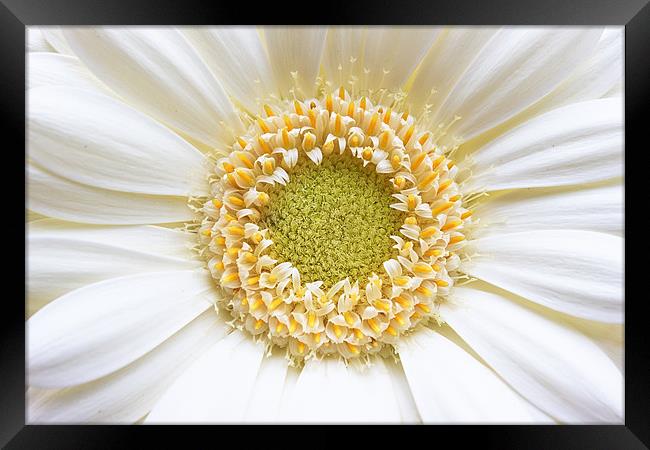 Gerbera White Flower Framed Print by Ankor Light