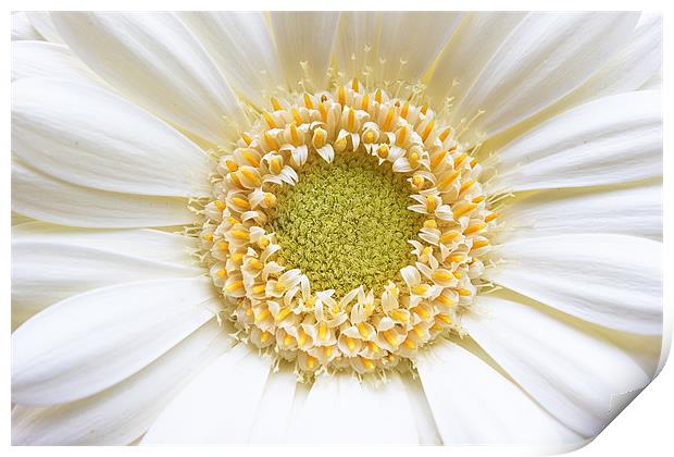 Gerbera White Flower Print by Ankor Light