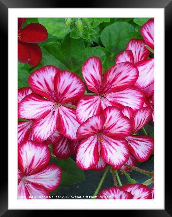 Sizzling Beauty! Framed Mounted Print by Eleanor McCabe