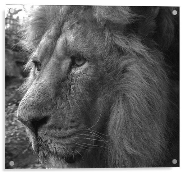 Lion Acrylic by Paul Hutchings 