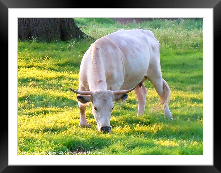 WHITE PARK CATTLE Framed Mounted Print by David Atkinson