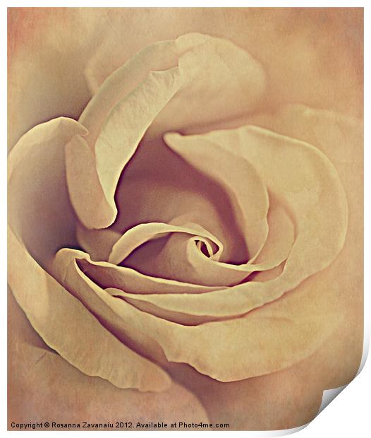 Rose textures. Print by Rosanna Zavanaiu