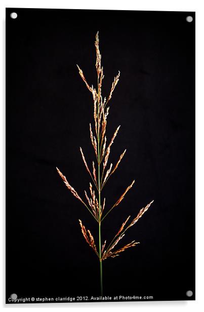 Grass on black Acrylic by stephen clarridge