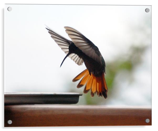 Hummingbird about to Dine Acrylic by james balzano, jr.