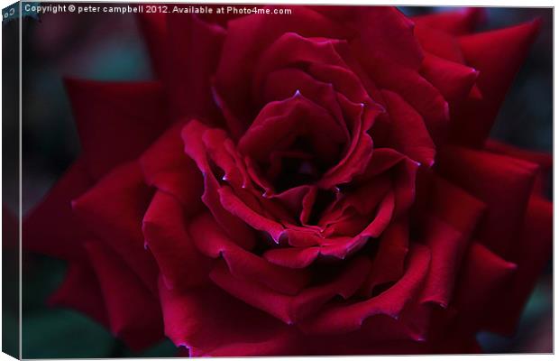 Rose! Canvas Print by peter campbell