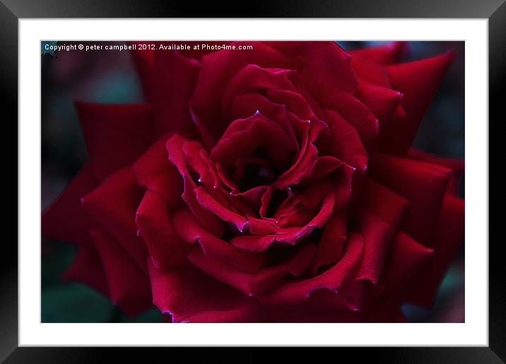 Rose! Framed Mounted Print by peter campbell