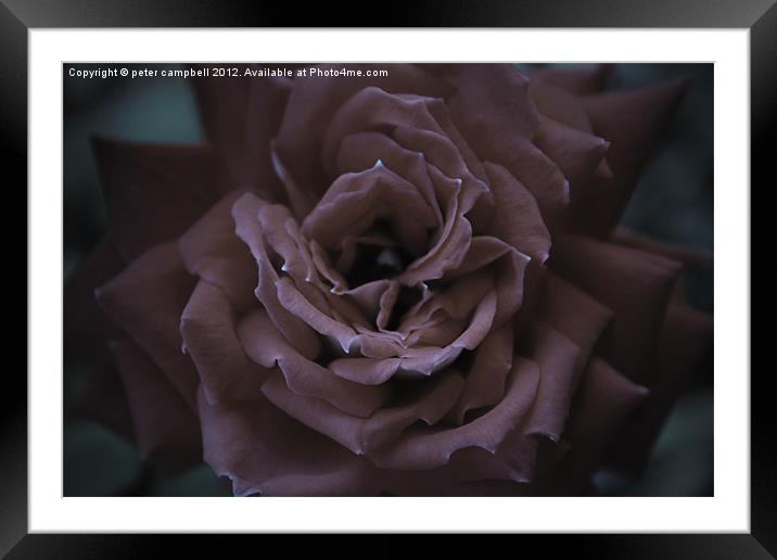 Gothic Rose Framed Mounted Print by peter campbell