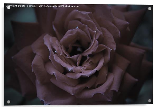 Gothic Rose Acrylic by peter campbell