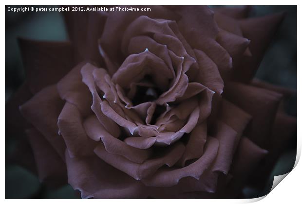 Gothic Rose Print by peter campbell