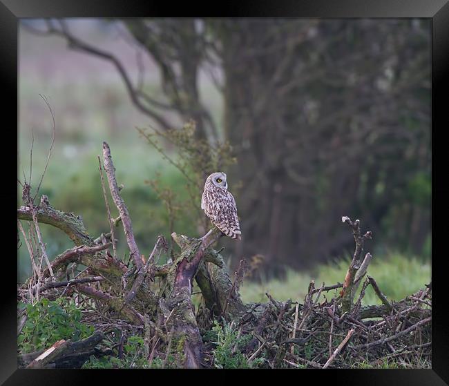 Short - Eared Owl. Framed Print by Don Davis