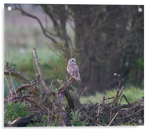Short - Eared Owl. Acrylic by Don Davis