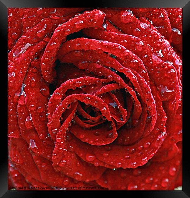 Rose raindrops Framed Print by Rosanna Zavanaiu
