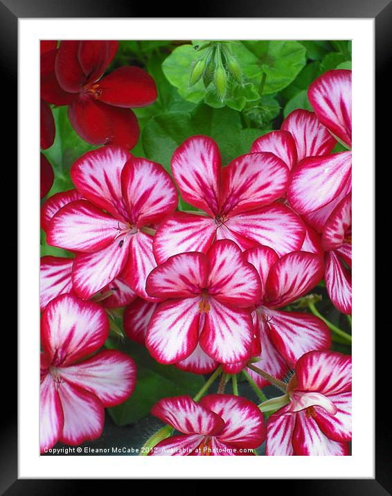 Rippling Summer! Framed Mounted Print by Eleanor McCabe