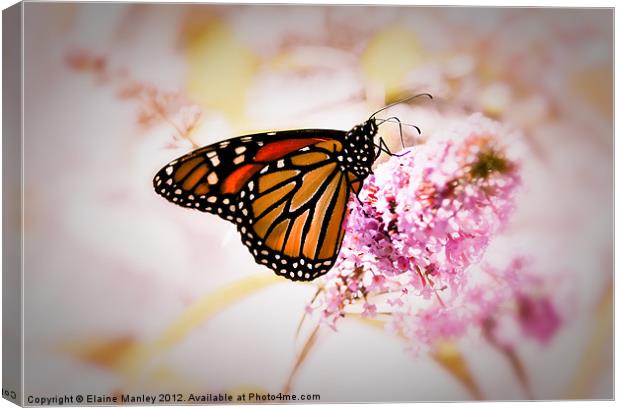 Lady Monarch Canvas Print by Elaine Manley