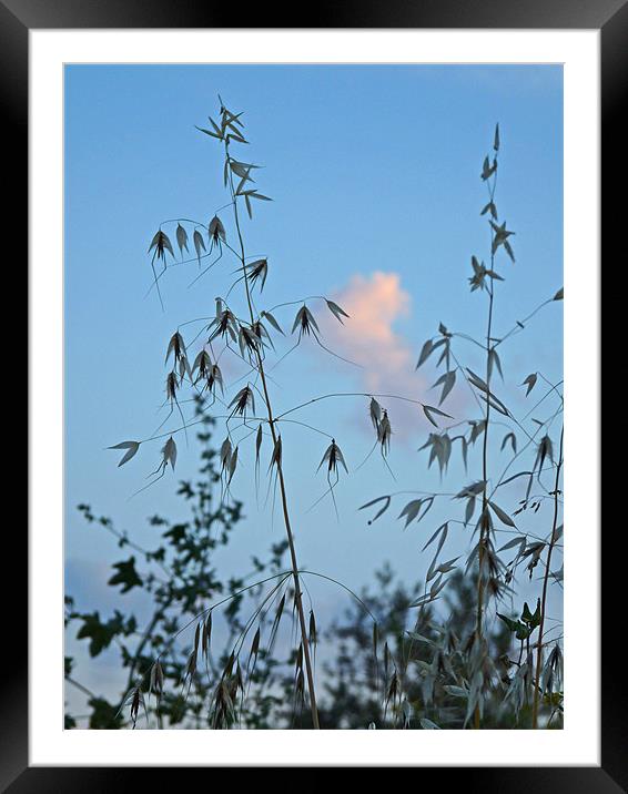 Tall Grass Framed Mounted Print by Noreen Linale