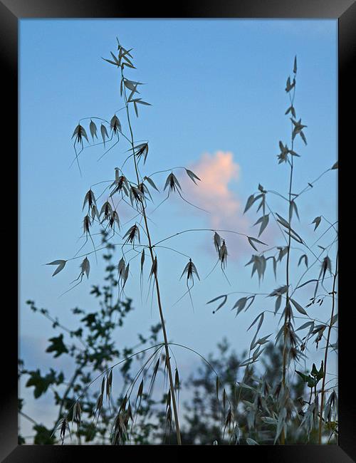 Tall Grass Framed Print by Noreen Linale
