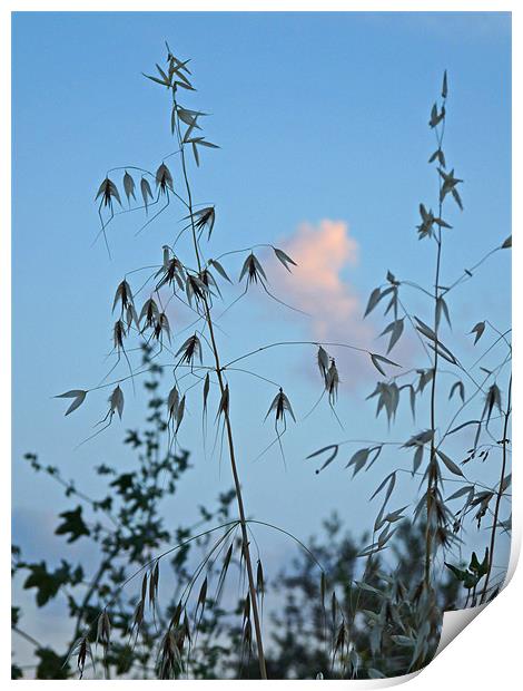 Tall Grass Print by Noreen Linale