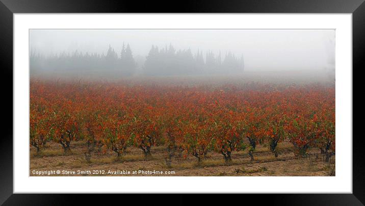 Vines in Provance late Autumn Framed Mounted Print by Steve Smith