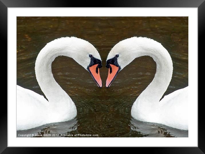 Swan Framed Mounted Print by Steve Smith