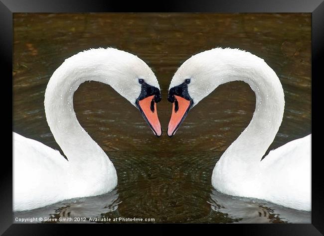 Swan Framed Print by Steve Smith