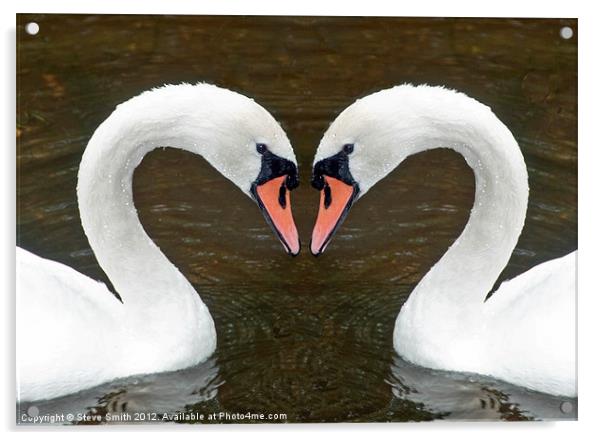 Swan Acrylic by Steve Smith