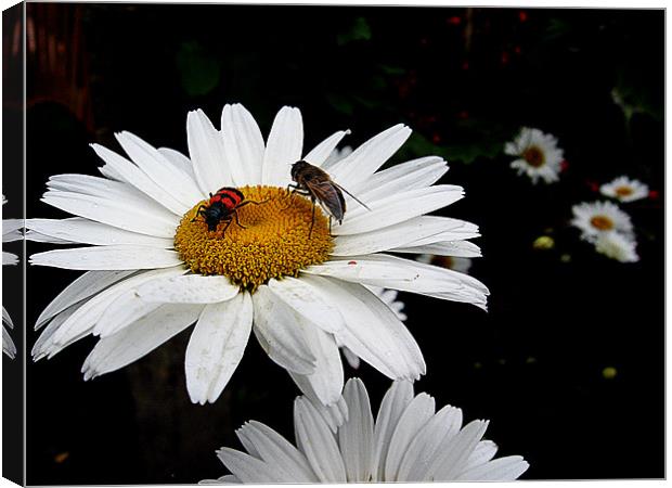 daisies with the insects Canvas Print by elvira ladocki