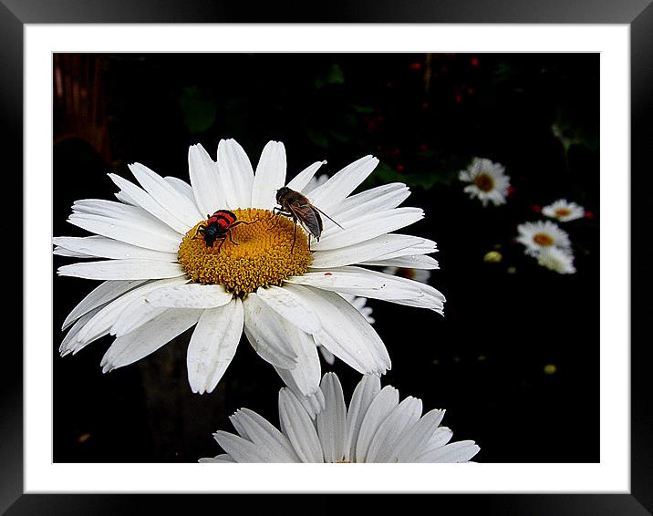 daisies with the insects Framed Mounted Print by elvira ladocki