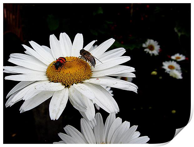 daisies with the insects Print by elvira ladocki