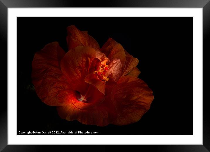 Hibiscus Glow Framed Mounted Print by Ann Garrett