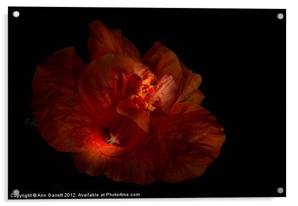 Hibiscus Glow Acrylic by Ann Garrett