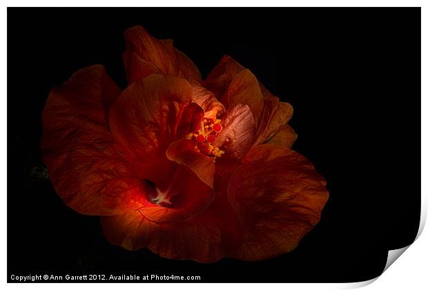 Hibiscus Glow Print by Ann Garrett