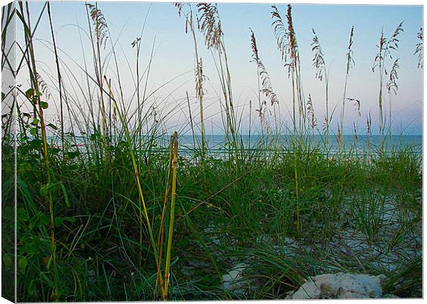 Seagrass and Sand Dunes Canvas Print by Susan Medeiros