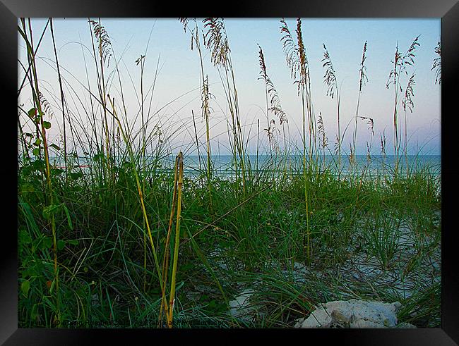 Seagrass and Sand Dunes Framed Print by Susan Medeiros