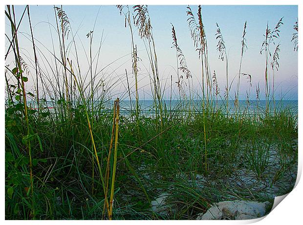 Seagrass and Sand Dunes Print by Susan Medeiros