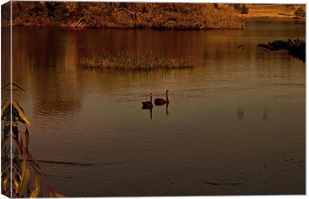 Black Swans Canvas Print by Roger Green