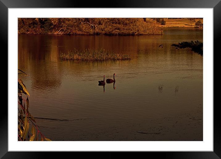 Black Swans Framed Mounted Print by Roger Green