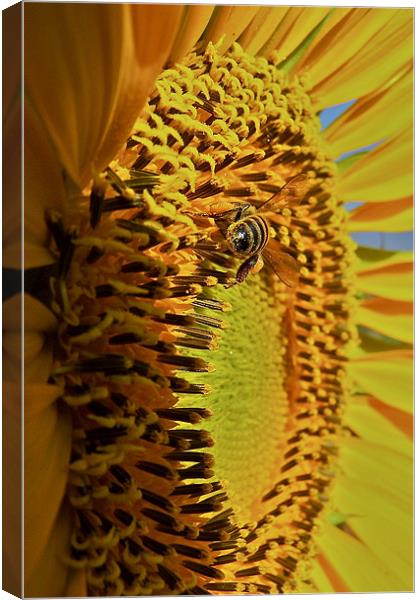 Yellow Sunflower Canvas Print by Paul Hutchings 