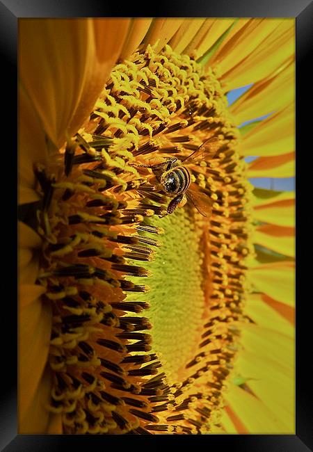 Yellow Sunflower Framed Print by Paul Hutchings 