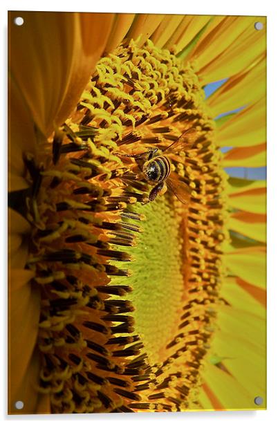 Yellow Sunflower Acrylic by Paul Hutchings 