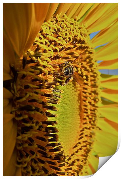 Yellow Sunflower Print by Paul Hutchings 