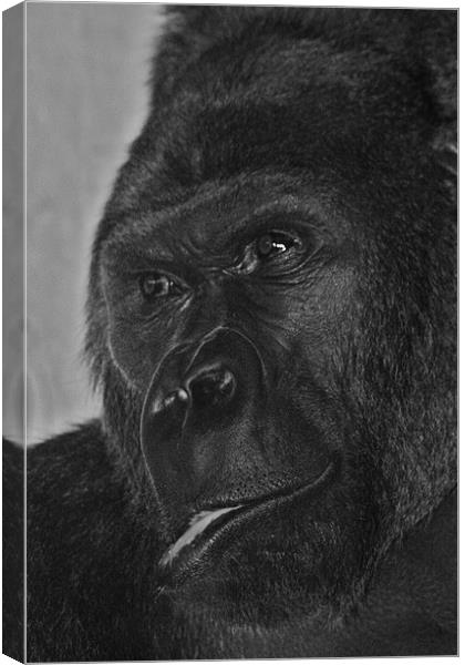 Silverback Gorilla Canvas Print by Paul Hutchings 