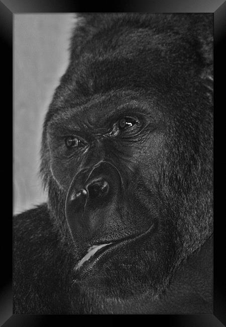 Silverback Gorilla Framed Print by Paul Hutchings 