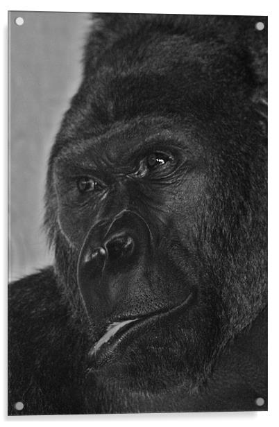 Silverback Gorilla Acrylic by Paul Hutchings 