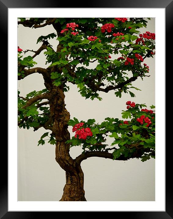 Bonsai Framed Mounted Print by Noreen Linale