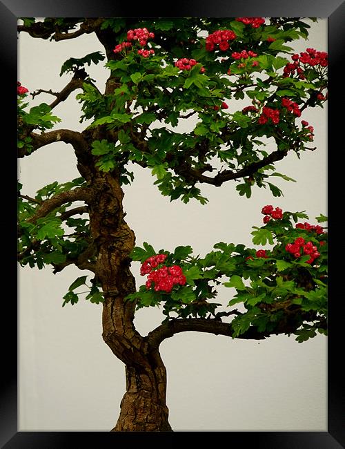 Bonsai Framed Print by Noreen Linale