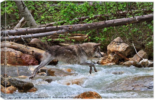 Grey wolf crossing a mountain stream Canvas Print by Louise Heusinkveld