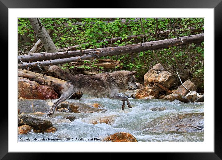 Grey wolf crossing a mountain stream Framed Mounted Print by Louise Heusinkveld